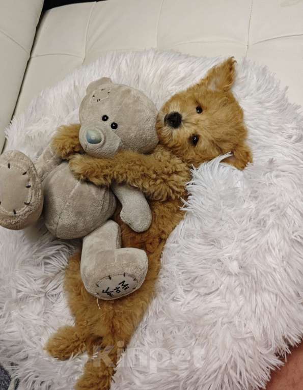 Собаки в Москве: Мальтипу Тедди девочка  Девочка, 110 000 руб. - фото 4