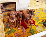 Собаки в Новосибирске: Родезийский риджбек подрощенный щенок, кобель ищет дом Мальчик, 50 000 руб. - фото 7