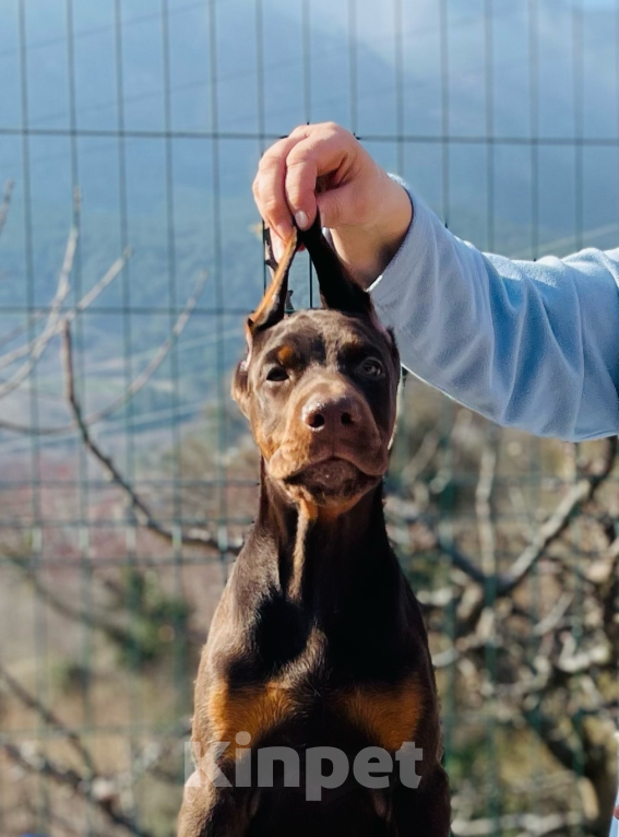 Собаки в Чехове: Шикарный щенок добермана РКФ Мальчик, 90 000 руб. - фото 1