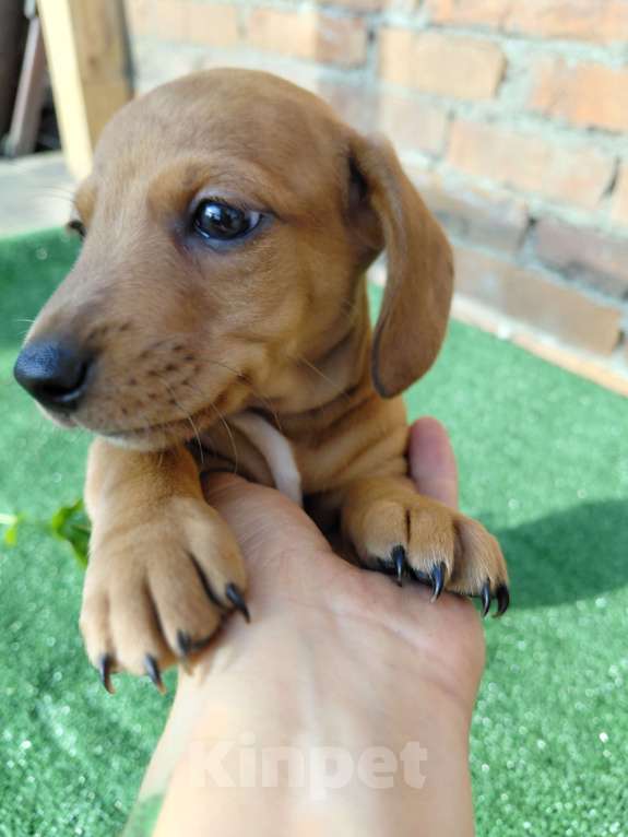 Собаки в Искитиме: Очаровательные щенки карликовой таксы Девочка, 20 000 руб. - фото 2