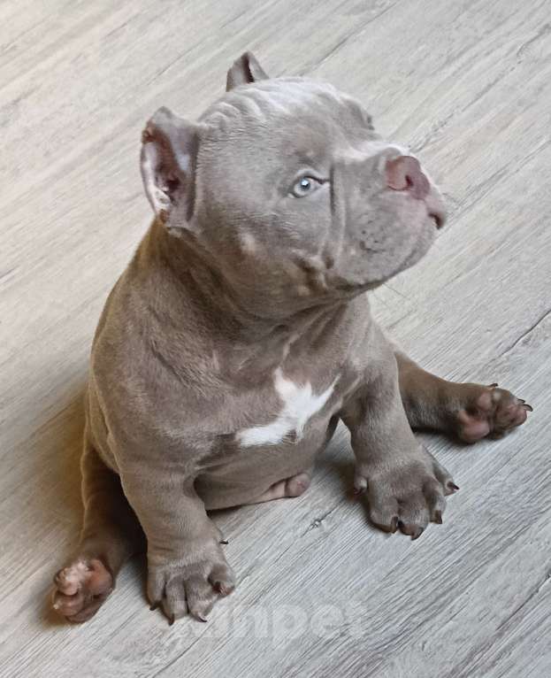Собаки в Москве: Супер Американский Булли Микро Мальчик, 90 000 руб. - фото 2