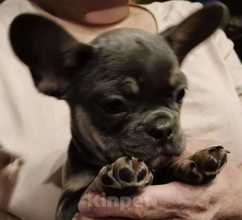 Собаки в Иркутске: Французский бульдог, щенок Мальчик, Бесплатно - фото 4