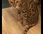 Кошки в Сарове: Вязка, 5 000 руб. - фото 3