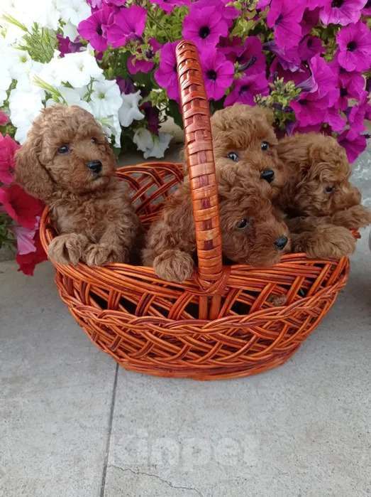 Собаки в Москве: Щенки Той Пуделя Разнополые, 20 000 руб. - фото 1