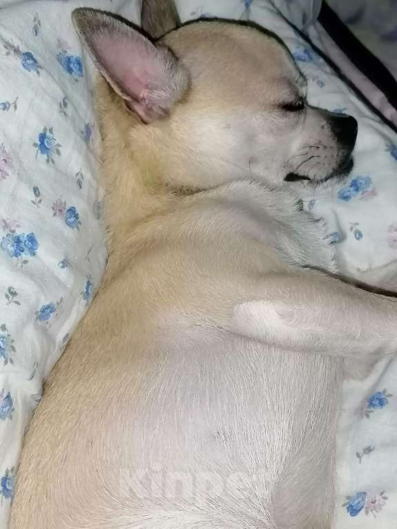 Собаки в Иваново: Продам собаку чихуахуа с паспортом в добрые руки Мальчик, 5 000 руб. - фото 2