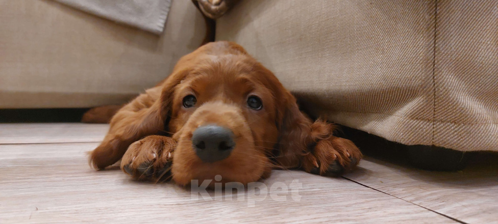 Собаки в Москве: Щенки Ирландского сеттера Разнополые, 60 000 руб. - фото 7