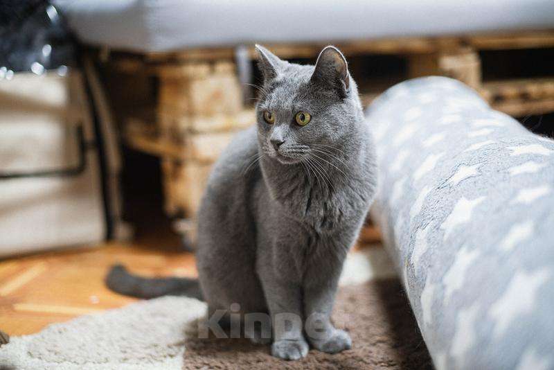 Кошки в Москве: Красавица Буся в добрые руки. Девочка, Бесплатно - фото 3