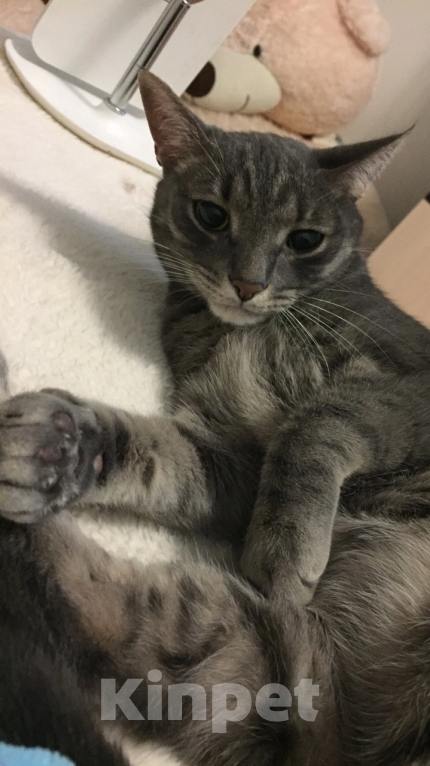 Кошки в Подольске: ПОТЕРЯЛСЯ КОТ!❗️ Мальчик, 1 руб. - фото 8