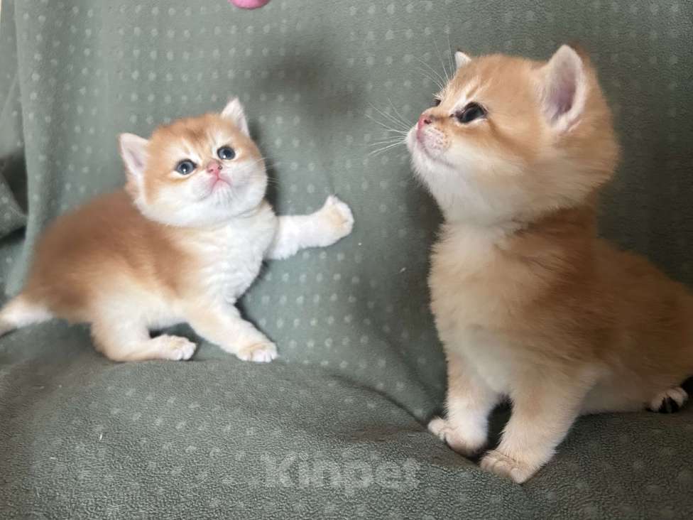 Кошки в Москве: Золотая шиншилла Девочка  Девочка, 50 000 руб. - фото 4