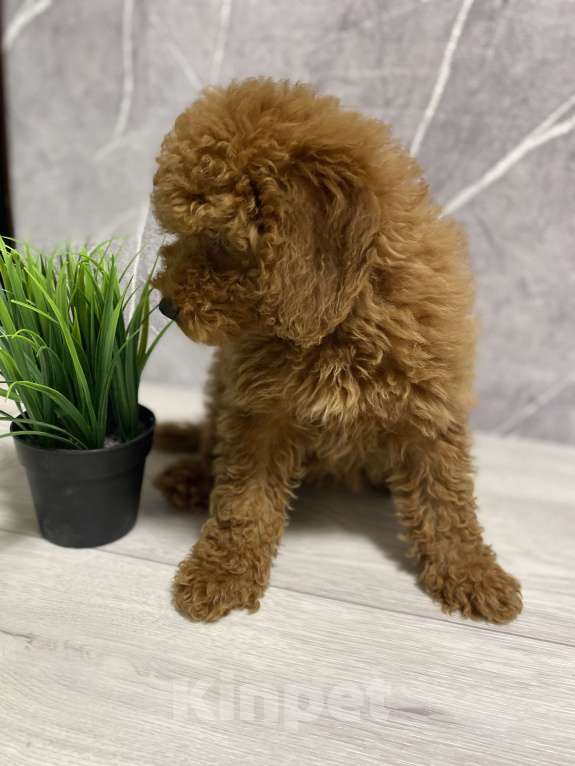 Собаки в Воронеже: Той-пудель щенки редбраун Разнополые, Бесплатно - фото 2