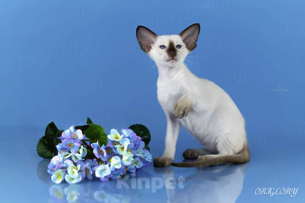 Кошки в Новокузнецке: Сиамский котенок Мальчик, 50 000 руб. - фото 2