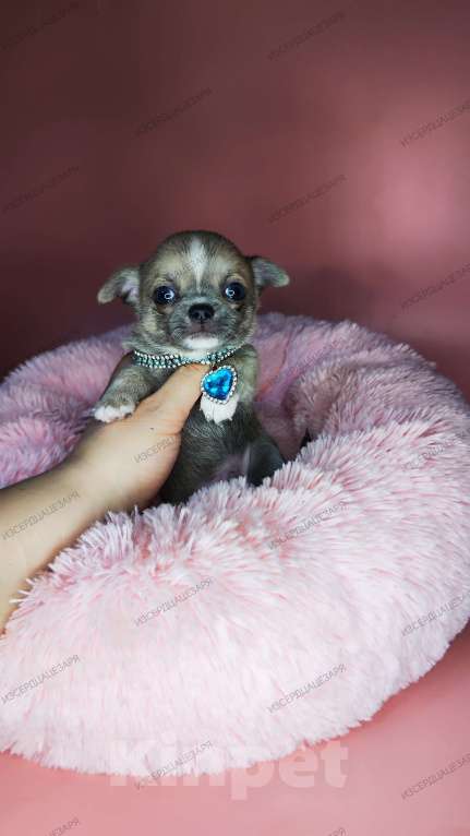 Собаки в Москве: Супер кукольный малыш Мальчик, 50 000 руб. - фото 3