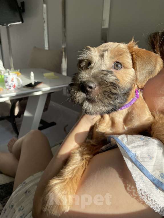 Собаки в Котельнике: Щенки терьера Девочка, 100 000 руб. - фото 5