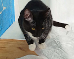 Кошки в Санкт-Петербурге: Кошечка Пуся Девочка, 500 руб. - фото 2