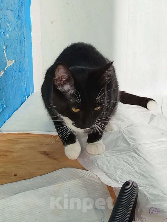 Кошки в Санкт-Петербурге: Кошечка Пуся Девочка, 500 руб. - фото 2