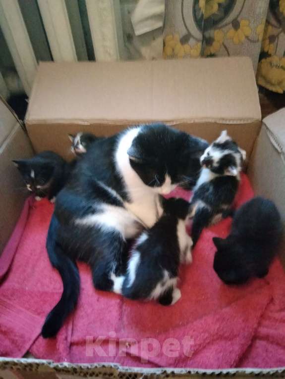 Кошки в Кирове: Красивый черно белый котик Девочка, Бесплатно - фото 5