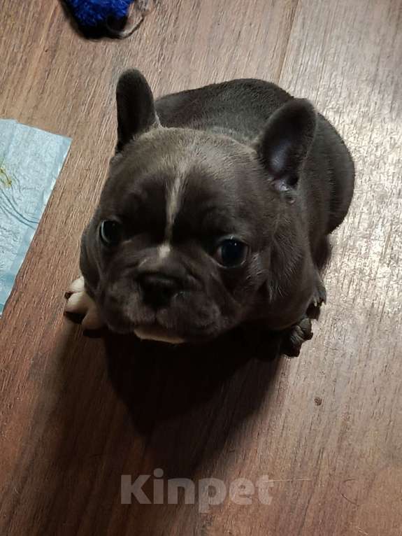 Собаки в Санкт-Петербурге: Щенок французского бульдога Мальчик, 100 000 руб. - фото 6