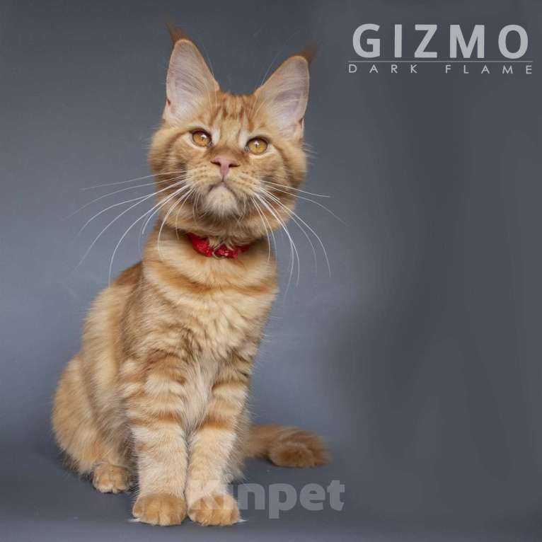 Кошки в других городах Воронежской области: Gizmo Dark Flame Девочка, 50 000 руб. - фото 1