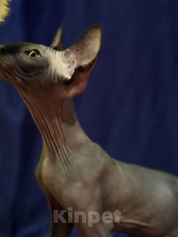 Кошки в Москве: Канадский сфинкс Мальчик, 20 000 руб. - фото 3