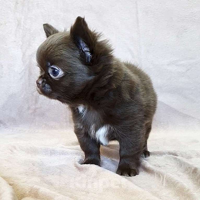 Собаки в Зеленограде: Чихуахуа красивая девочка Девочка, 70 000 руб. - фото 2