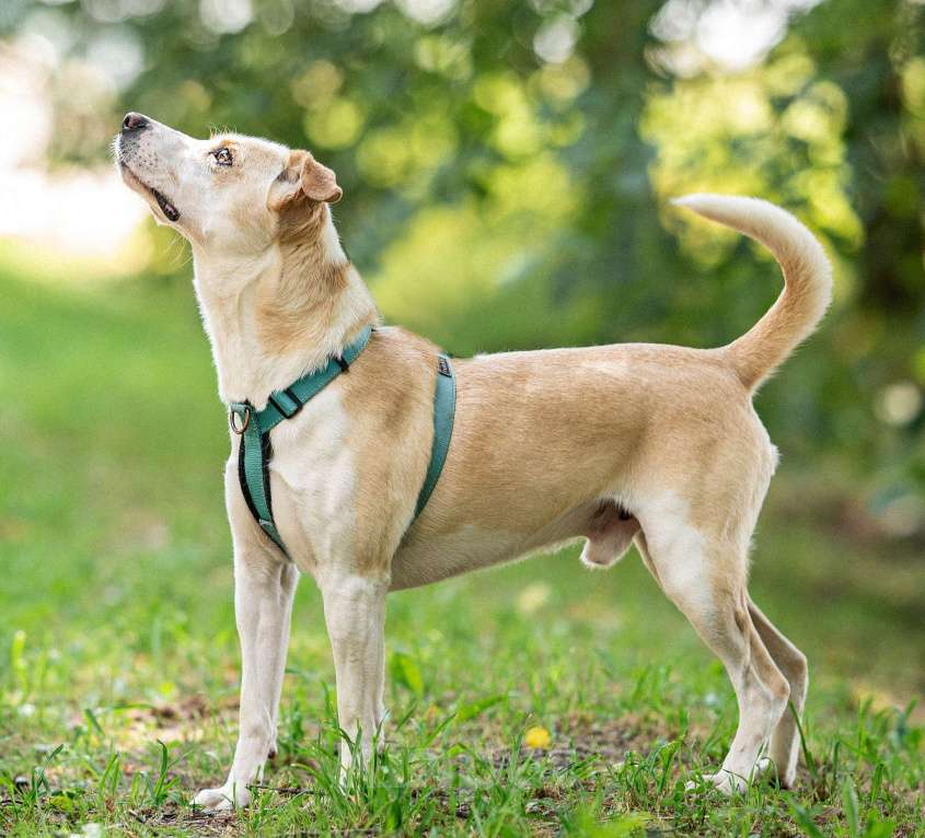 Собаки в Москве: Смелый Бинго из приюта ищет дом Мальчик, Бесплатно - фото 4