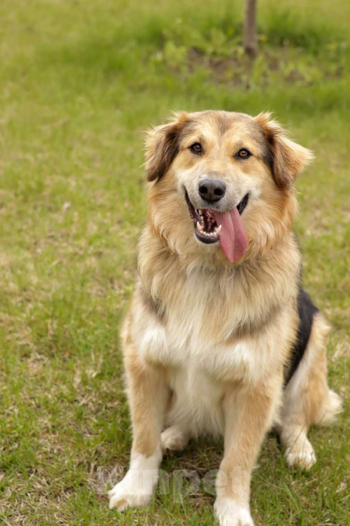 Собаки в Балашихе: Пушистая красотка Паппи в поиске дома Девочка, Бесплатно - фото 5