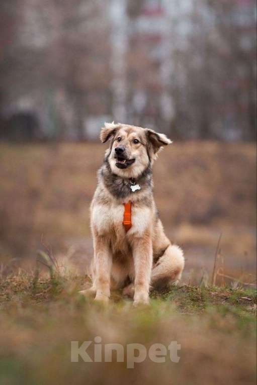 Собаки в Москве: Милашка Буся ждëт тебя.  Девочка, Бесплатно - фото 1