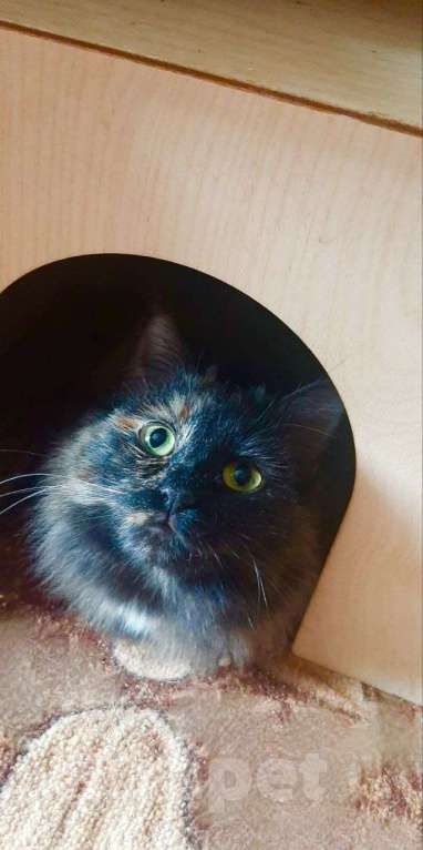 Кошки в Балашихе: Красивая кошка в дар Девочка, Бесплатно - фото 3