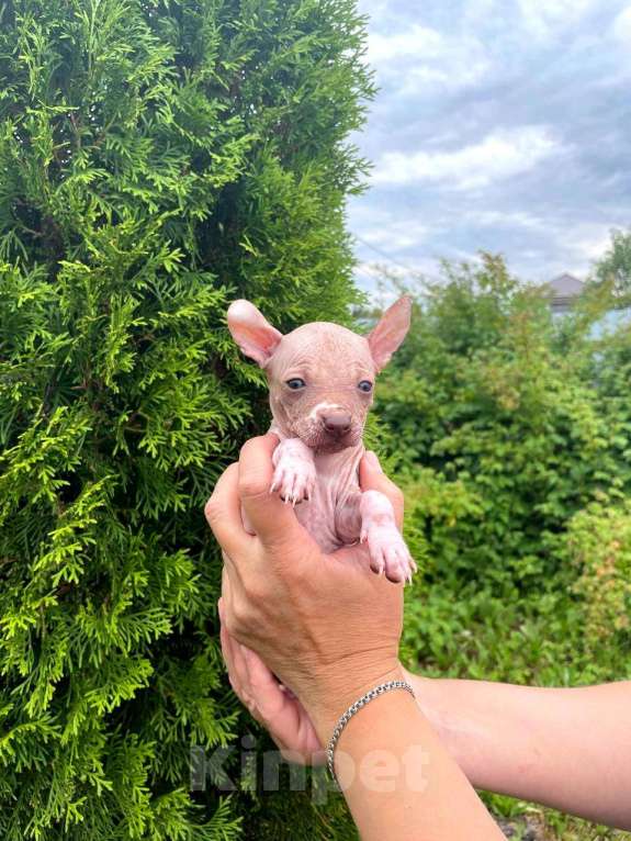 Собаки в Москве: Щенки ксолоитцкуинтли мини  Мальчик, 30 000 руб. - фото 2