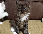 Кошки в Санкт-Петербурге: Мальчик полидакт Мальчик, 70 000 руб. - фото 3