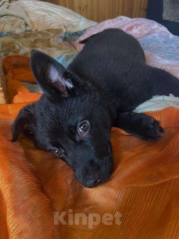 Собаки в Москве: Очаровательные, умные щенки в добрые руки Мальчик, 1 руб. - фото 8