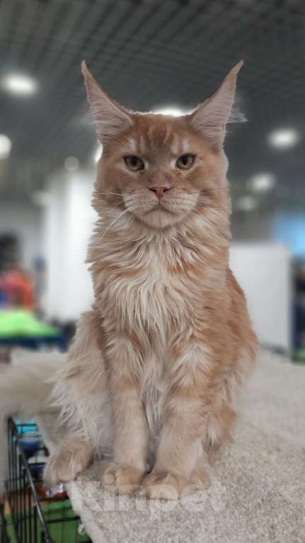 Кошки в Москве: Мейн-кун мальчик Мальчик, 80 000 руб. - фото 2