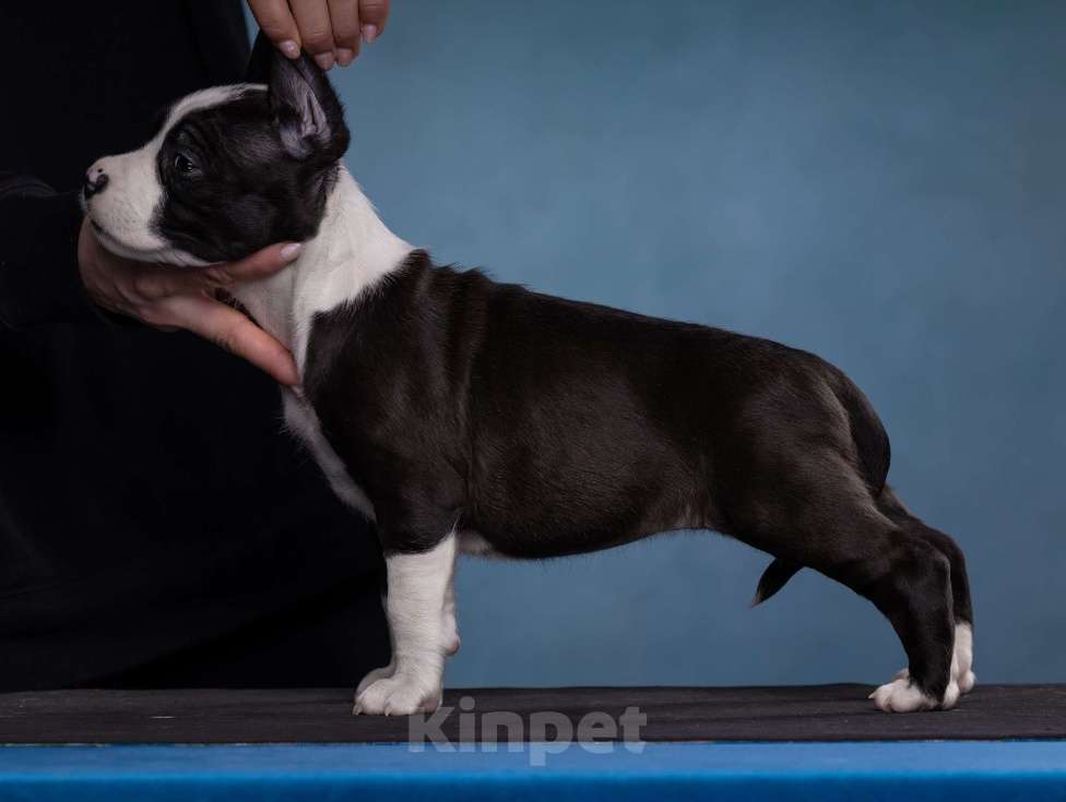 Собаки в Санкт-Петербурге: Девочки доступны к продаже Девочка, Бесплатно - фото 3