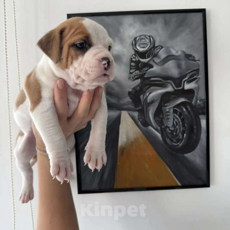 Собаки в других городах Московской области: Предлагается к продаже девочка Амстаффа Девочка, 50 000 руб. - фото 3