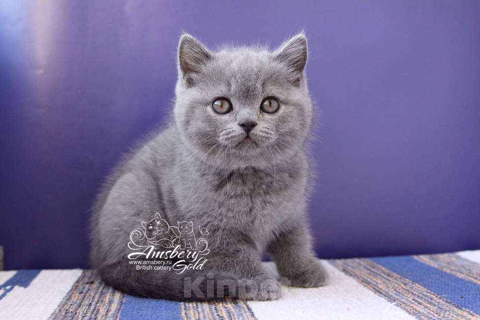 Кошки в Санкт-Петербурге: Британская кошечка Девочка, 50 000 руб. - фото 2