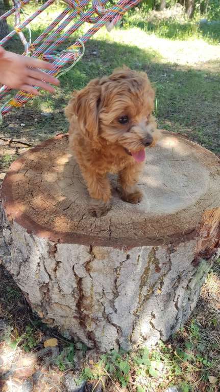 Собаки в Ставрополе: Мальтипу F1 Мальчик, 80 000 руб. - фото 4