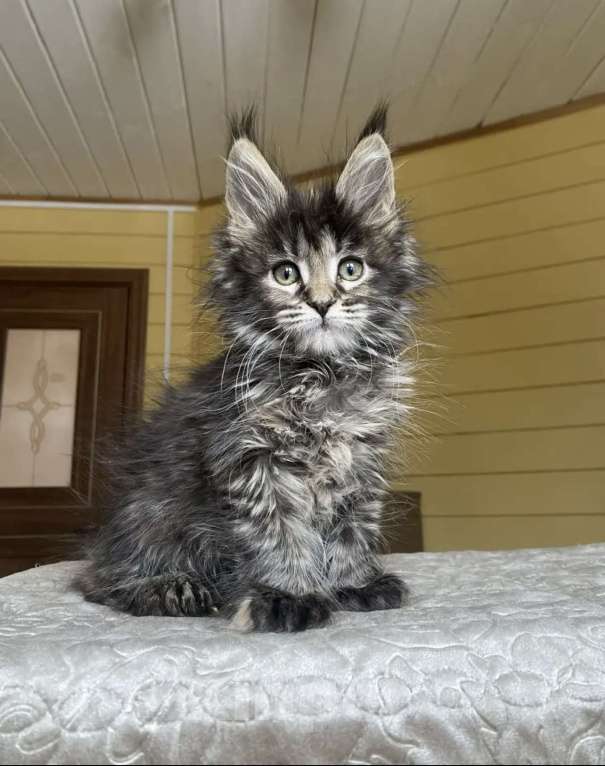 Кошки в Москве: Мейн-кун полидакт девчушка🔥 Девочка, 90 000 руб. - фото 2