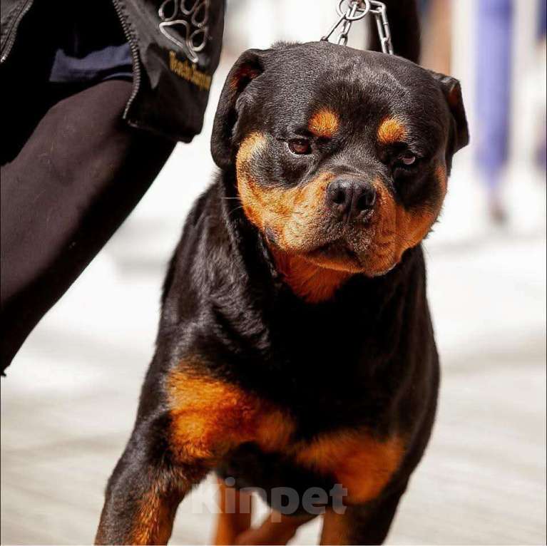 Собаки в Рязани: Щенки ротвейлерр Девочка, 50 000 руб. - фото 4