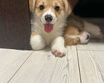 Собаки в Гвардейске: Щенки вельш-корги пемброк Мальчик, 85 000 руб. - фото 1