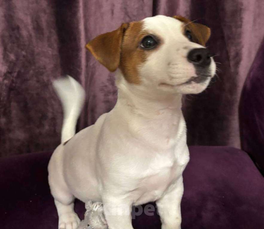 Собаки в Нижнем Новгороде: Продам щенка джек-рассел Мальчик, 25 000 руб. - фото 4