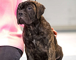 Собаки в Ханты-Мансийске: Щенки бульмастифа Мальчик, Бесплатно - фото 4