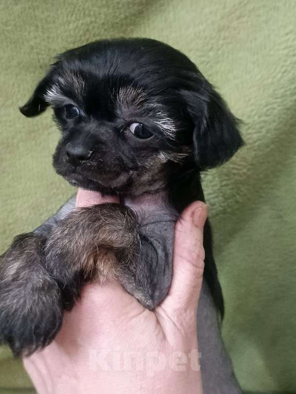 Собаки в Санкт-Петербурге: Крошечная малышка  Девочка, 45 000 руб. - фото 6