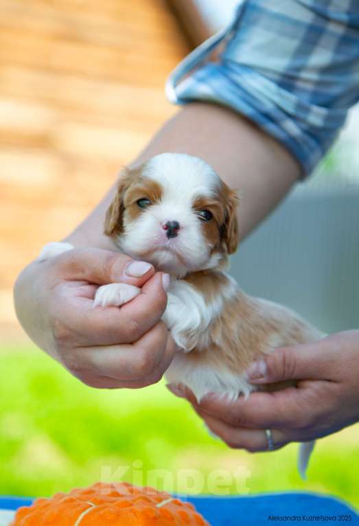 Собаки в Челябинске: Мальчишки яркие, шикарно одетые Мальчик, Бесплатно - фото 5