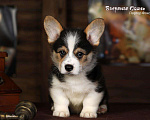 Собаки в белоозёрском: Мальчик триколор, Портер Фокс Мальчик, 70 000 руб. - фото 2