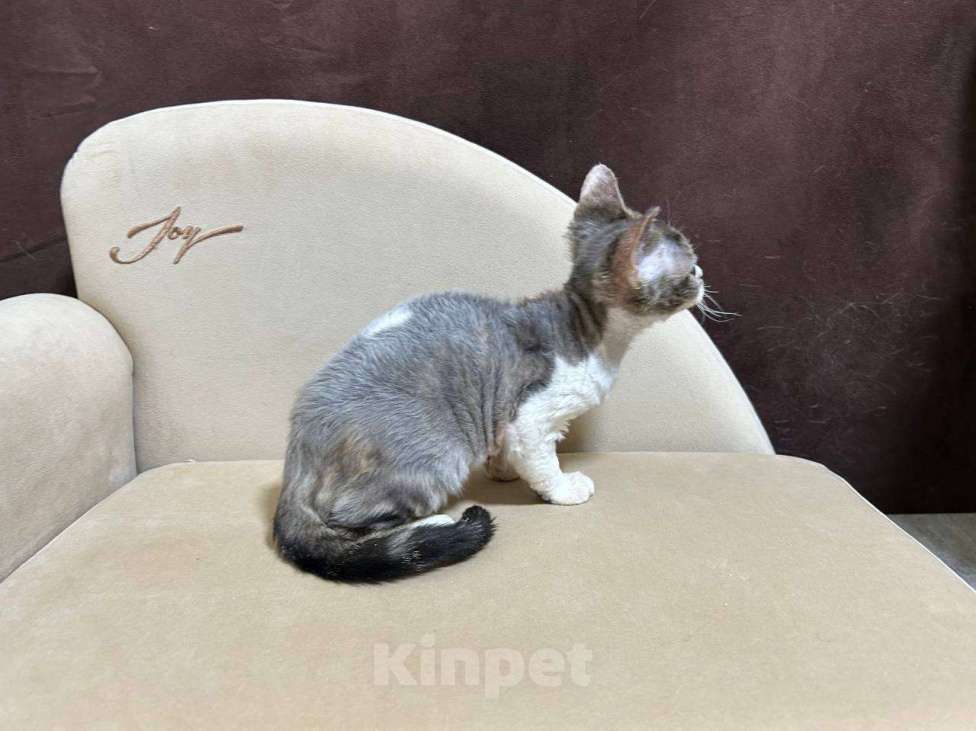 Кошки в Москве: девочка девон рекс биколор с зелеными глазками  Девочка, 85 000 руб. - фото 3