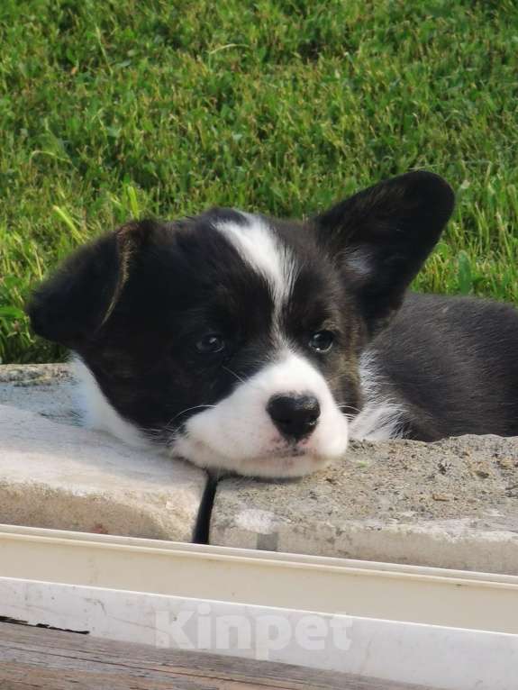 Собаки в Набережных Челнах: Кобель вельш корги кардиган 20.05.2025гр Мальчик, 50 000 руб. - фото 4