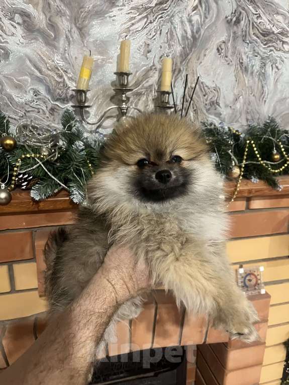 Собаки в других городах Липецкой области: Мальчик Мальчик, 10 000 руб. - фото 2