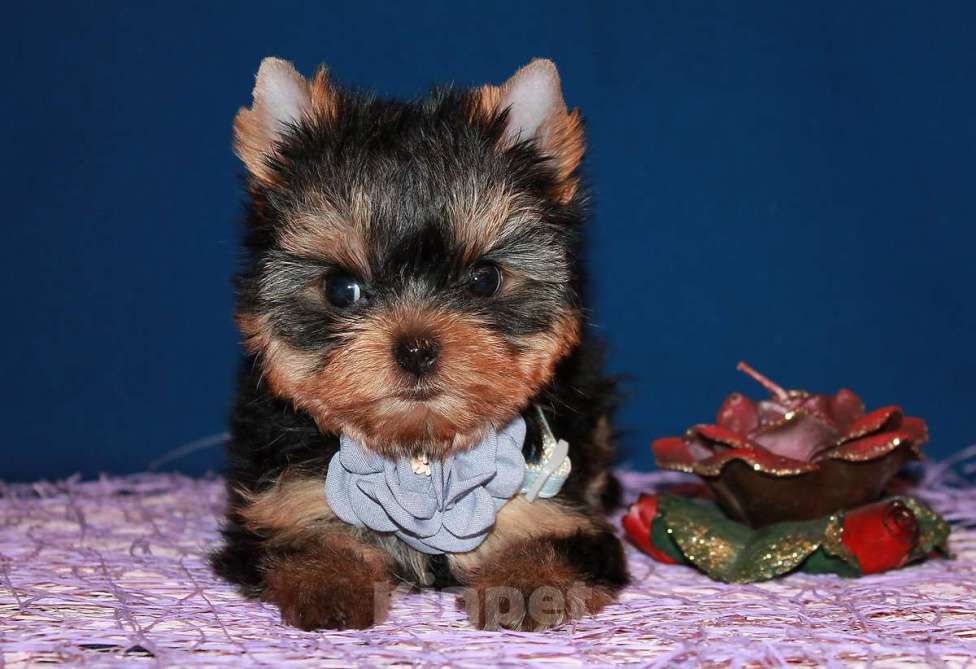 Собаки в Москве: Маленькая девочка, Янтарная капелька  Девочка, 110 000 руб. - фото 2