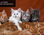 Кошки в Орске: Вязка Мейн-кун, 4 999 руб. - фото 1