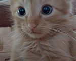 Кошки в Игарке: Котята, 1 руб. - фото 8